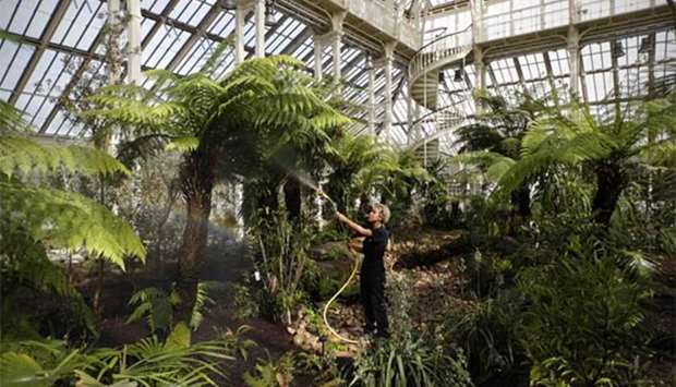 A horticulturist waters plants at the ,Temperate House, at Kew Gardens in London on Thursday.