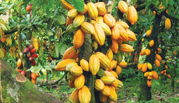 Unless we can help produce a more sustainable cocoa crop, the world may one day need to find a new favourite treat.