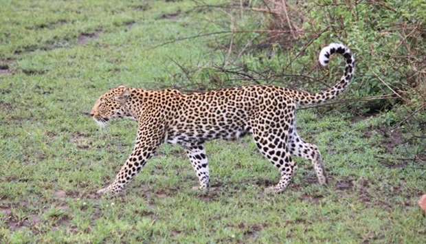 A leopard seen at the Queen Elizabeth National Park