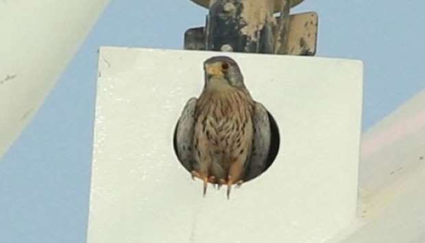 The bird emerges from its nest on top of Interchange 5/6.rnrn