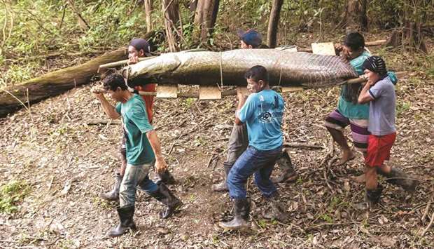 Fishermen carry a large pirarucu (Arapaima gigas) fish at the Amana Sustainable Development Reserve, in Amazonas State, northern Brazil.