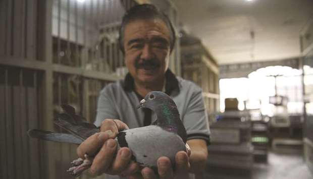 Jaime Lim, one of the Philippinesu2019 best-known pigeon fanciers, shows one of his racing pigeons at his home in Manila.