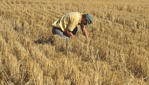 A farmer checks his field during a break in planting over wheat stubble in Ines Indart, Argentina (file).