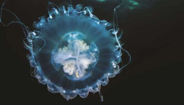 Jellyfish have drifted along on ocean currents for millions of years, even before dinosaurs lived on the Earth. The jellylike creatures pulse along on ocean currents and are abundant in cold and warm ocean water, in deep water, and along coastlines. But despite their name, jellyfish arenu2019t actually fish u2013 theyu2019re invertebrates, or animals with no backbones. Jellyfish have tiny stinging cells in their tentacles to stun or paralyse their prey before they eat them. Inside their bell-shaped body is an opening that is its mouth. They eat and discard waste from this opening. Source: National Geographic