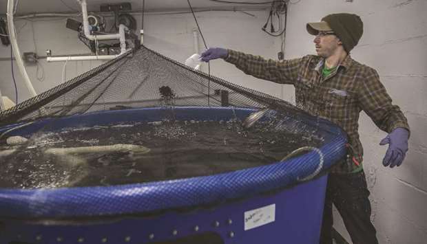 File picture of a worker feeding fish at the Edenworks aquaponics farm in the Brooklyn borough of New York, US, on Tuesday, March 12, 2019. Edenworks is an indoor aquaponics operation raising salmon, shrimp and a hybrid striped bass on the lower level, with salad greens, known as baby greens and microgreens, upstairs.