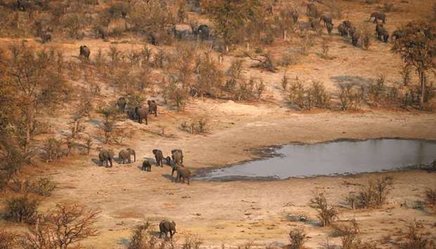 A herd of elephants leaves a drinking spot in the Mababe, Botswana.