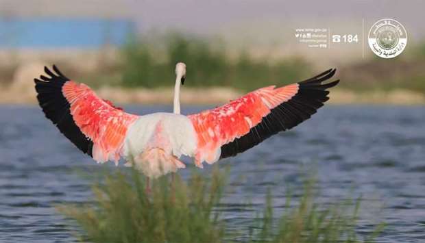 Qatar is bird 'stopover' site for about 300 speciesrnrn