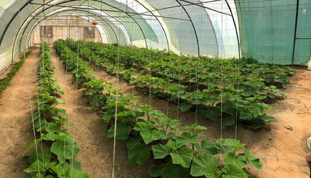 Sustainable farming is a key to Qataru2019s food security.