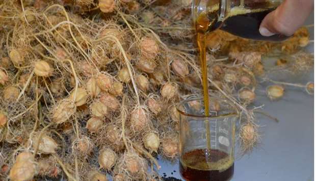 Medicinal plants can be used in the fight against several diseases.