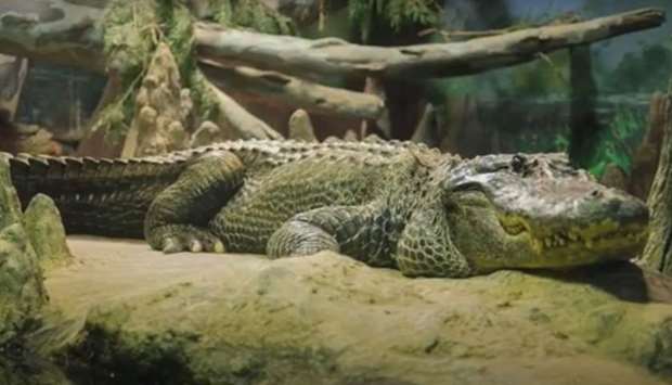 Born in the United States in 1936, Saturn was moved to the Berlin zoo where he escaped on November 23, 1943, after a bombing raid that killed several of his fellow reptiles.