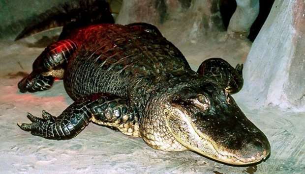 This undated handout picture released by the Moscow Zoo shows the Mississippi alligator u2018Saturnu2019.