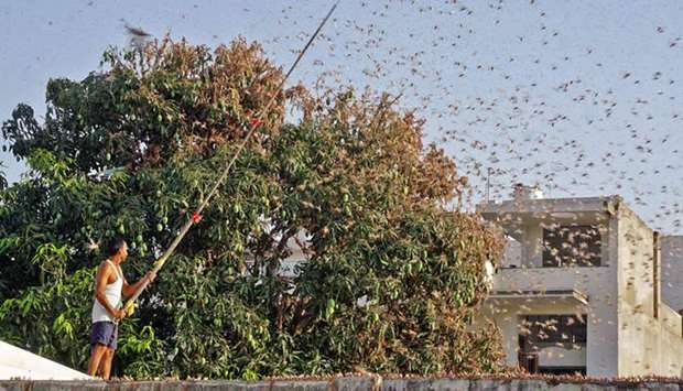 A local tries to fend off swarms of locusts from a mango tree in a residential area of Jaipur.