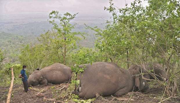 A man stands near dead wild elephants, suspected to have been killed by lightning, on a hillside in Nagaon district of Assam state, yesterday.