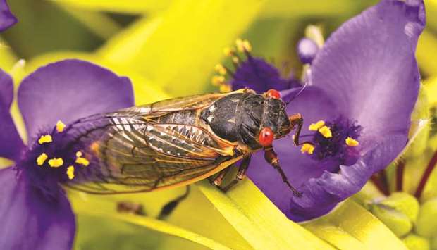 A cicada from Brood X clings to a flower after emerging from its 17 years underground to join the trillions of cicadas that will surface in eastern states in the coming weeks, in Falls Church, Virginia, yesterday.