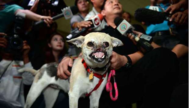 This file photo taken on June 8, 2013 shows mongrel dog ,Kabang, standing next to Filipino veterinarian Anton Lim (not pictured