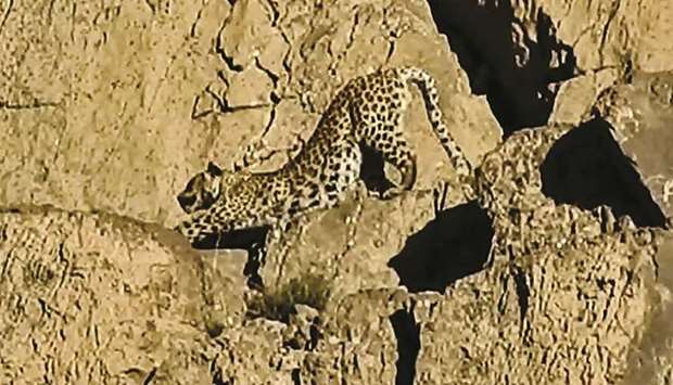 This image taken from video on May 7 and released by Pakistanu2019s Wildlife Department yesterday shows a rare Persian leopard (panthera tulliana) at the Hazarganji-Chiltan National Park on the outskirts of Quetta.