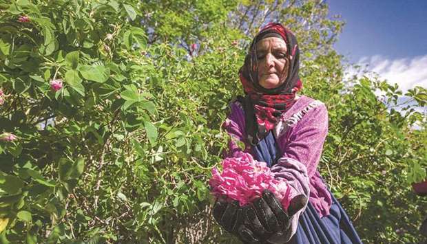 File photo shows a worker harvest roses in a field by the city of Kelaat Mgouna in Moroccou2019s central Tinghir Province in the Atlas Mountains.