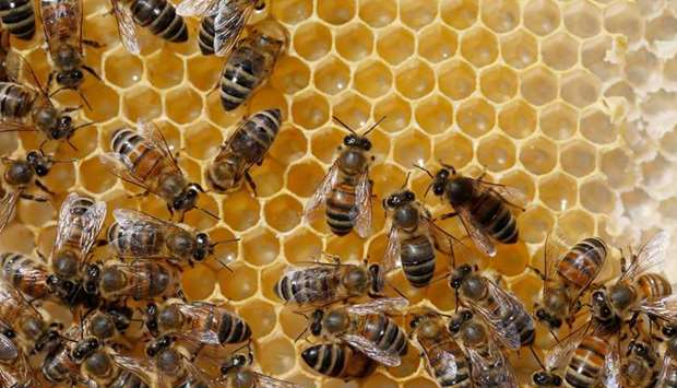 A representative photo of bees. (REUTERS)
