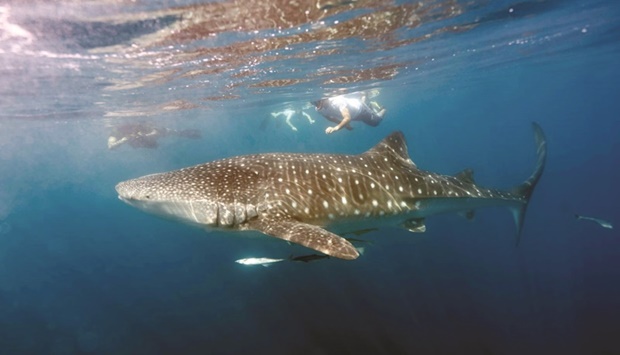 The Ministry of Environment and Climate Change has granted the first permit for Qatar Tourism to organise the u2018Discover the Whale Sharks of Qataru2019 tours in Al Shaheen region off the north east coast of the country.