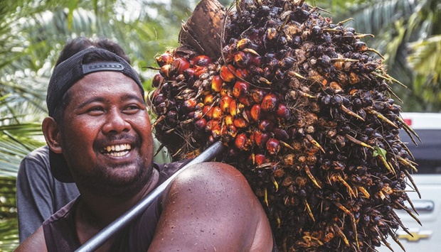 A worker lifts harvested palm fruits to a transport truck before being processing into crude palm oil (CPO) at a plantation in Pekanbaru, Indonesia.