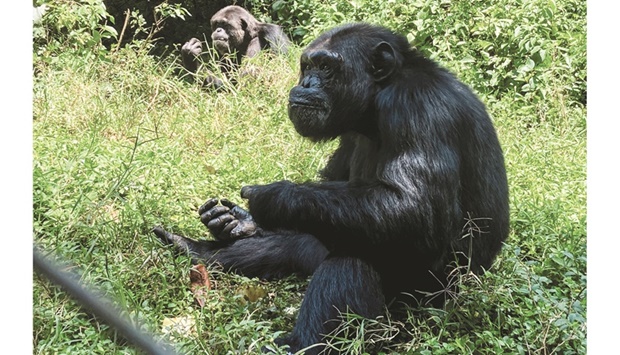 Sheriff, a large male chimpanzee and the dominant male of its group of seven individuals, is seen at the Lwiro Primates Rehabilitation Centre, in South Kivu.