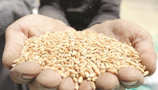 A farmer holds wheat crop on a field in the El-Menoufia governorate, north of Cairo (file). Egypt is the biggest buyer of wheat, with more than 80% of imports coming from Ukraine and Russia. Government purchases are running 13% behind last year.
