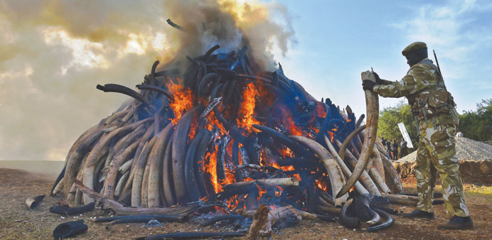 A Kenya Wildlife Service officer throws an ivory tusk onto a burning pile of 15 tonnes of elephant ivory that was burned yesterday at the Nairobi Nati