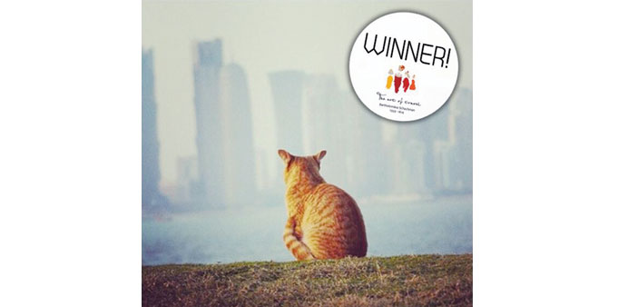 The winning picture by Ihab.