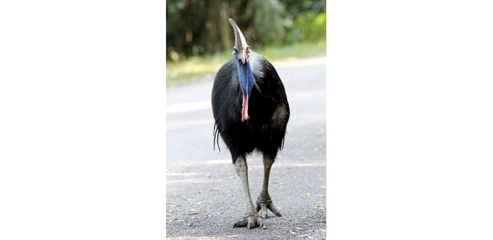 Intimidating: The cassowary with a height of upto two metres can intimidate the best prepared.