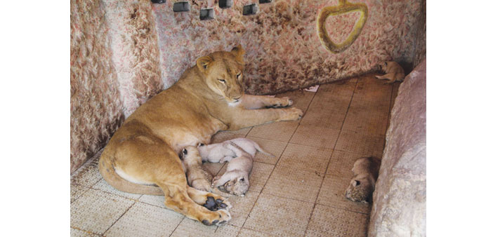 Newly born lion cubs nuzzle their mother in their enclosure at a specialliy built mini-zoo in the grounds of wealthy landowner Mahiu2019s residence in Mul