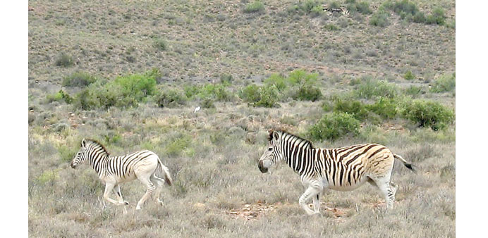 Two zebras run through Karoo National Park, near Beaufort West in South Africa. A quarter-century-long project aims to breed replicas of the extinct q