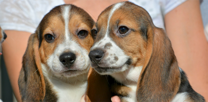 Puppies from the first litter born by in-vitro fertilization 
