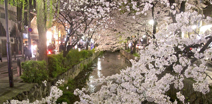 MAGICAL: A canopy of cherry blossoms over the canal in Kyoto, Japan.