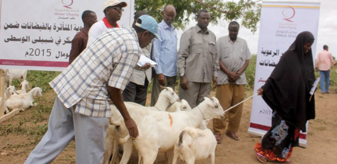 Goats being distributed by QC personnel in Somalia.