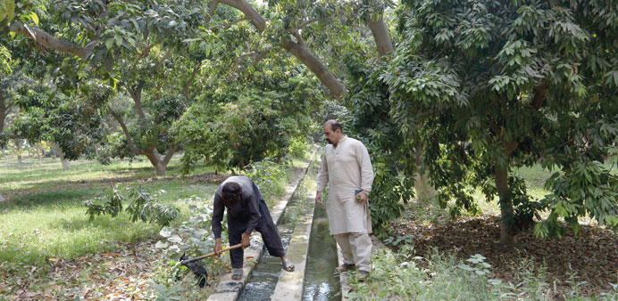 Pakistani mango grower Mohamed Ali looks on as he inspects a labourer undertaking irrigation work on his mango farm some 40km north-east of the centra