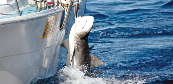 This handout image released yesterday by Sea Shepherd Australia Ltd and Animal Amnesty of a tiger shark caught off Moses Rock in Western Australia.