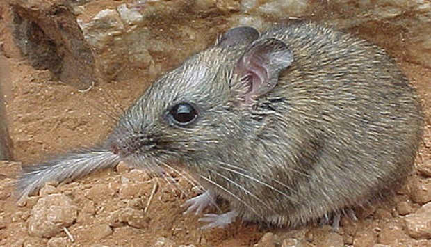 Australian rodent