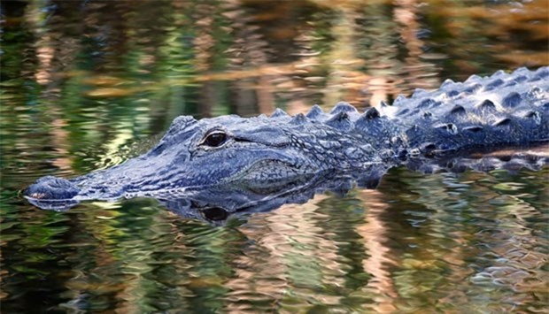 An alligator swims in the waters at Wakodahatchee Wetlands in Delray Beach, Florida.
