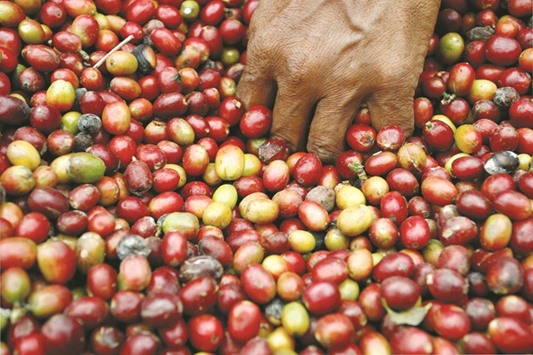 A farmer picks coffee fruits during a harvest in the Karo district in North Sumatra province. Indonesia is the worldu2019s No 3 robusta producer after Vietnam and Brazil.