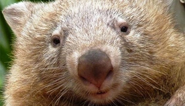 A bare-nosed wombat named Tonka looking into the camera at the Billabong Sanctuary in Townsville.