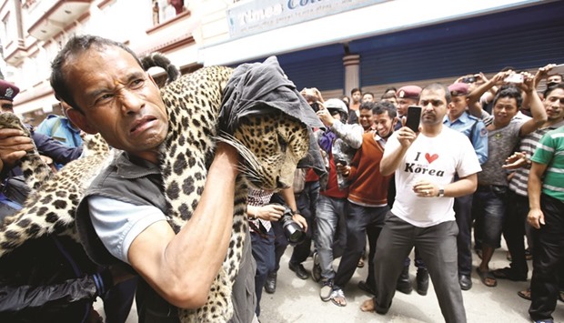 A tranquillised leopard being carried out from a house in Kathmandu yesterday.