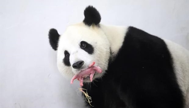 A female giant panda Hao Hao holds her cub in her mouth at the Paira Daiza zoological park.