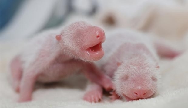 Twin giant panda cubs are seen in Chengdu, Sichuan province.