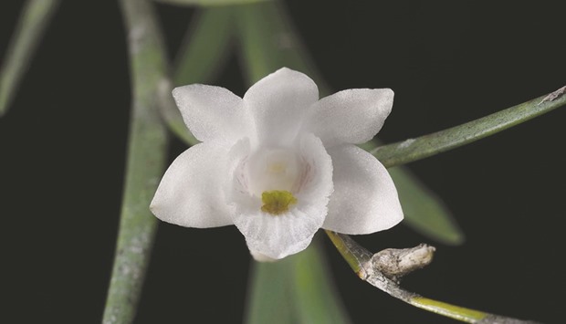 This undated handout photo shows an orchid Dendrobium lydiae taken in Bukidnon province on the southern island of Mindanao.