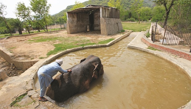 A zoo worker bathing Kavaan, a 29-year-old elephant, in its enclosure at a zoo in Islamabad yesterday.