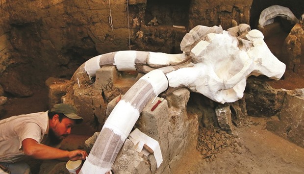 Mexican archaeologist Felipe Munoz works on parts of a skeleton of a mammoth discovered in Tultepec, Mexico.