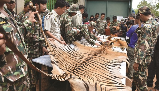 Thai army display a tiger skin found inside Tiger Temple as officials continue moving live tigers from the controversial place, in Kanchanaburi province.