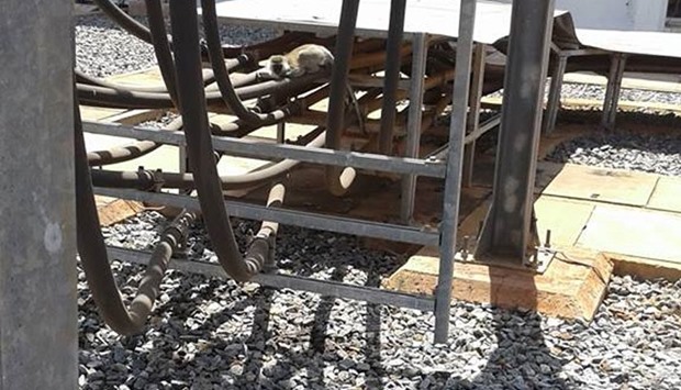 A picture posted by KenGen in Facebook that shows the vervet monkey crouching near a transformer.