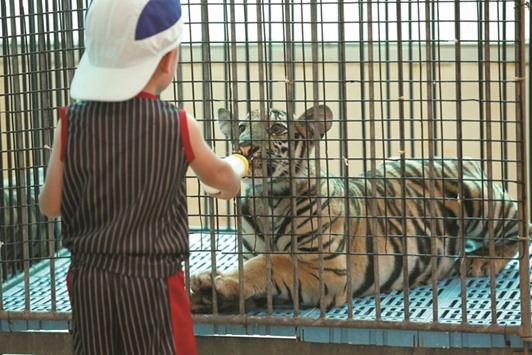 A boy feeds milk to a tiger cub at the Sriracha Tiger Zoo in the Chonburi province, Thailand.