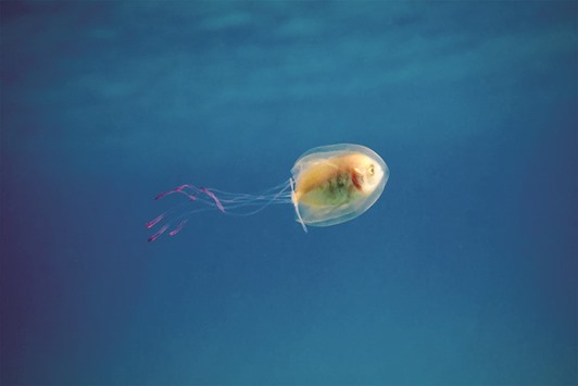 A Tim Samuel handout picture shows a small fish swimming inside the belly of a jellyfish off the coast of Byron Bay in New South Wales, eastern Australia.